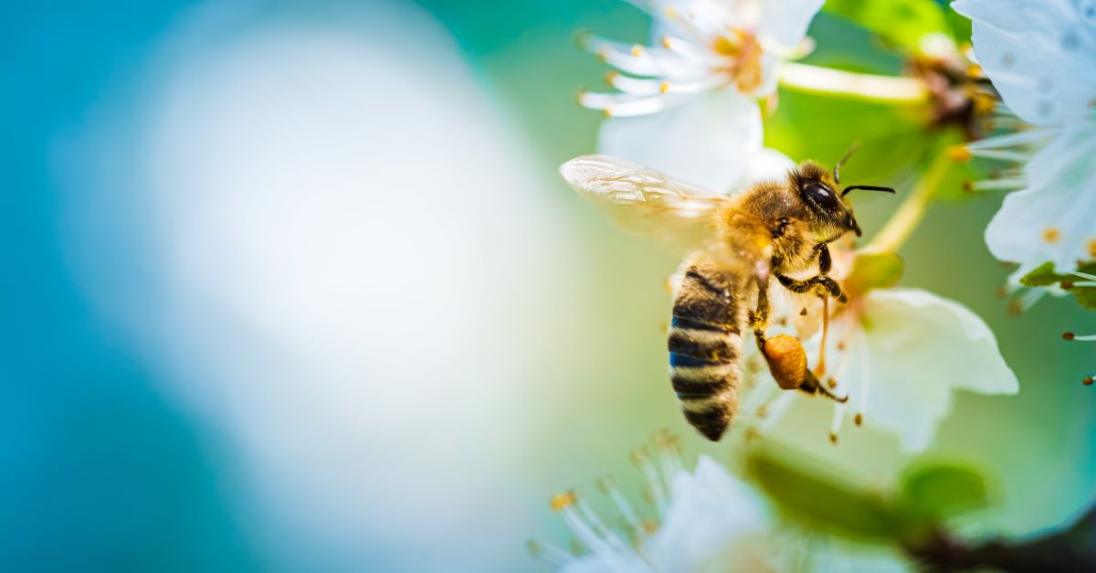 Bienen schützen im Garten Calw – Einfache Tipps