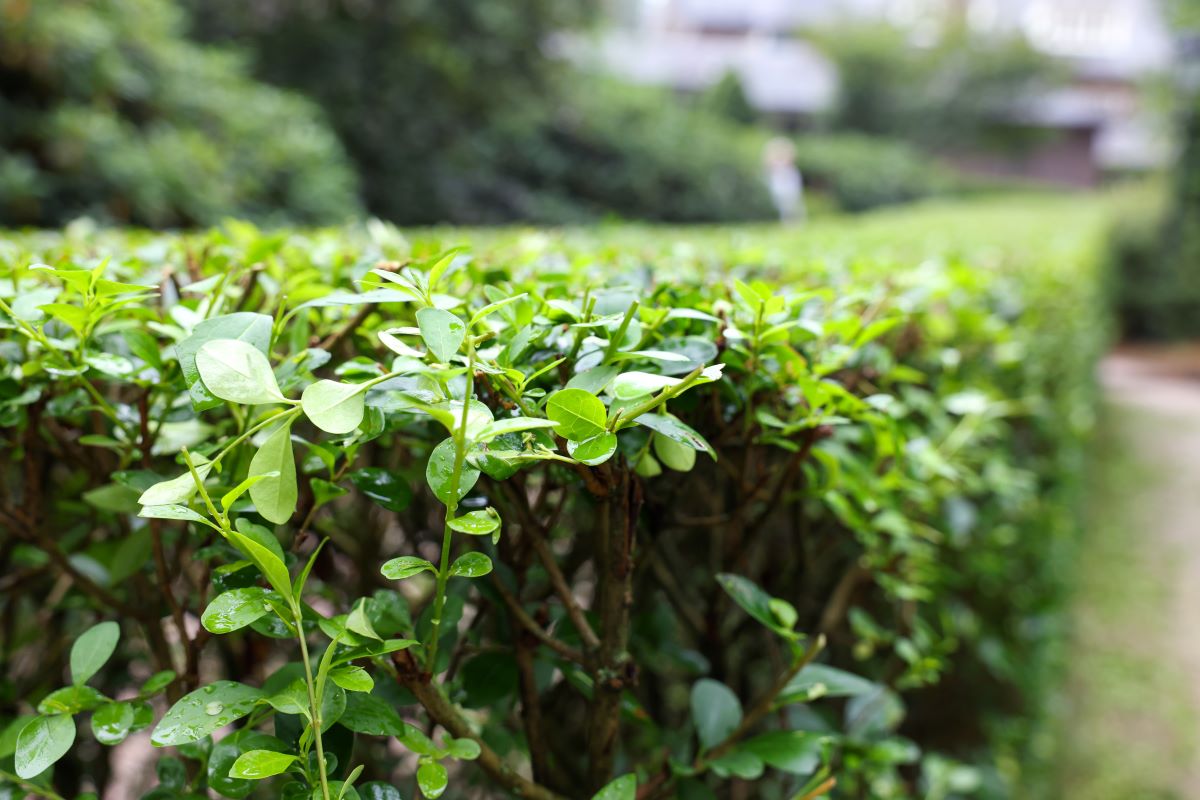Hecke schneiden: Wann erlaubt? Gesetz und beste Zeit