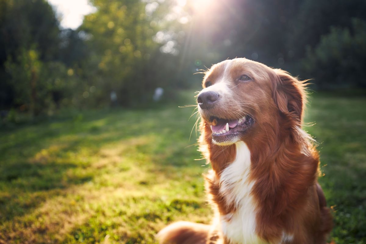Hund vermisst in Calw — Erste Schritte & Tipps