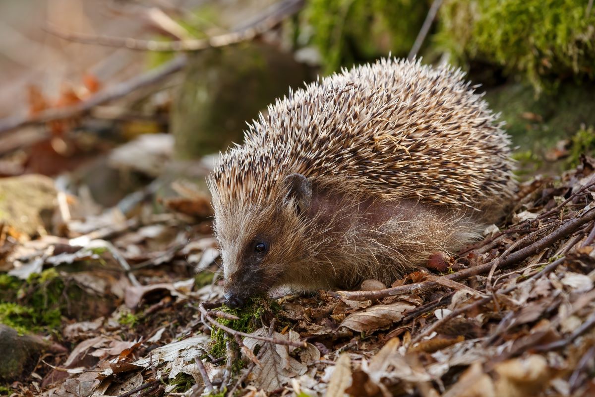 Igel im Garten Calw: So helfen Sie richtig