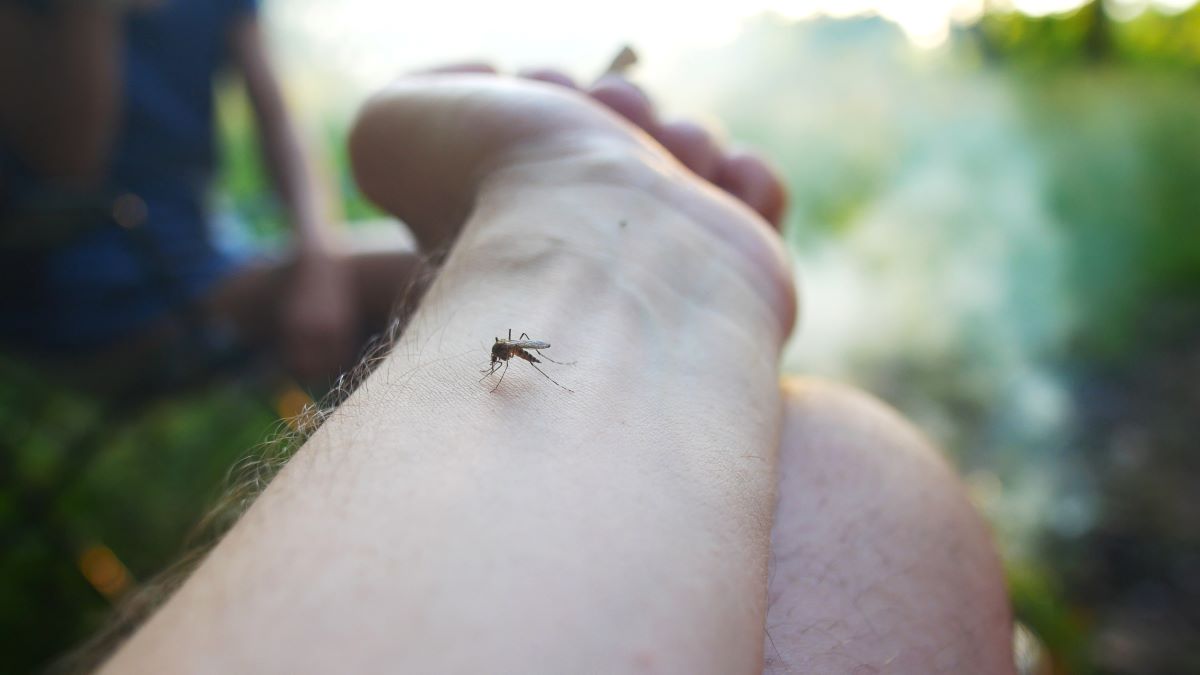 Insektenstiche in Calw — Erste Hilfe, Hausmittel und richtig