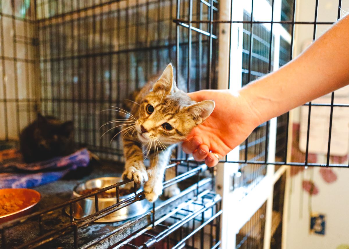 Katze mikrochippen in Calw – Warum es wichtig ist