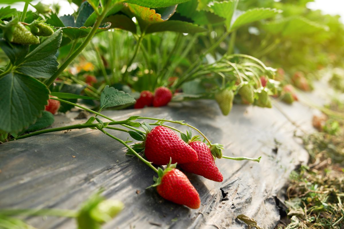 Selbsterntefelder in Calw: Frisches Obst und Gemüse selbst p