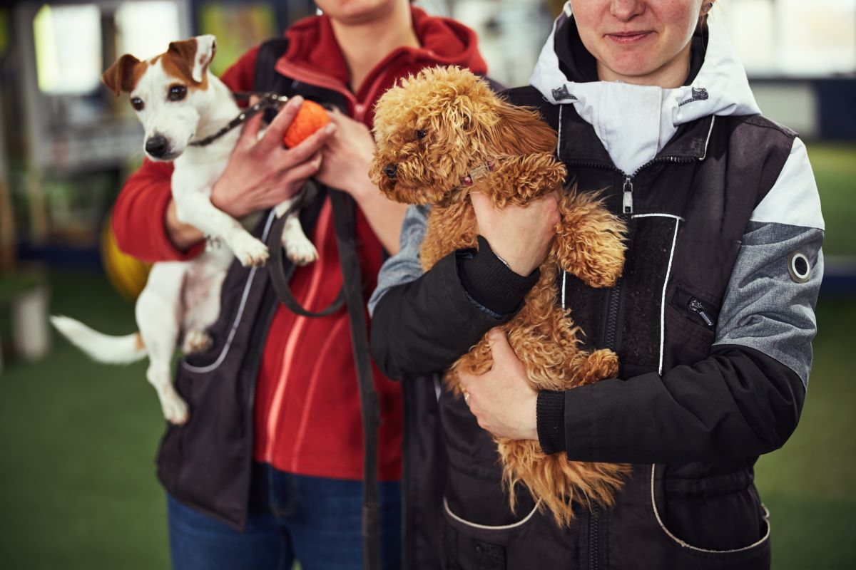 Tier adoptieren statt kaufen – Calw & Umgebung
